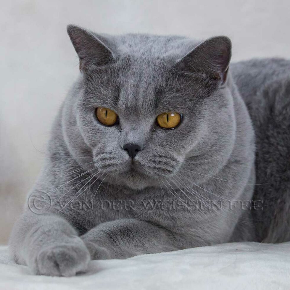 BKHFarben Übersicht zugelassener Farben der Britisch Kurzhaar