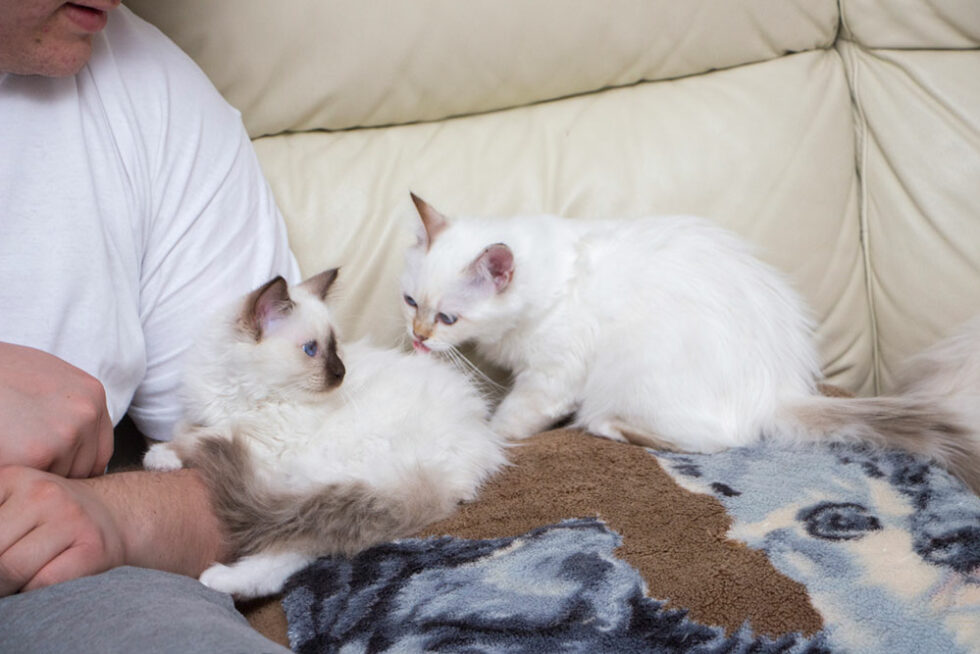 Adoption eines Katzenbabys Eine Rassekatze kommt ins Haus