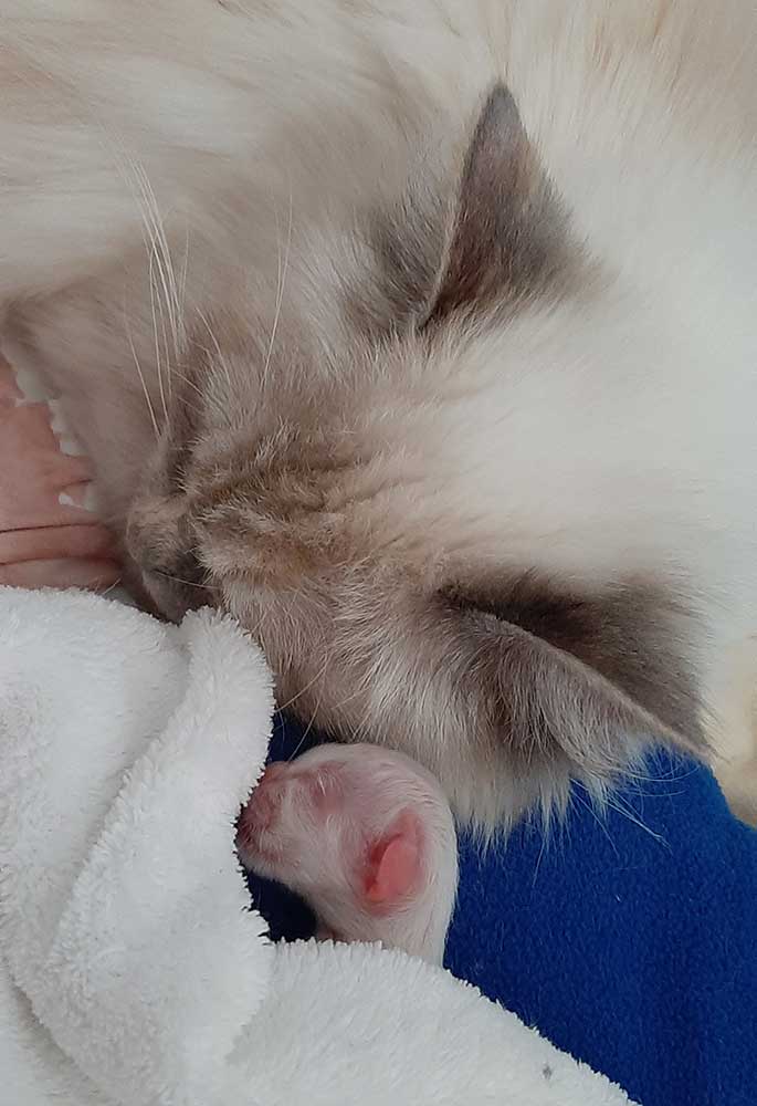 Mama Jamie mit Baby Hermine