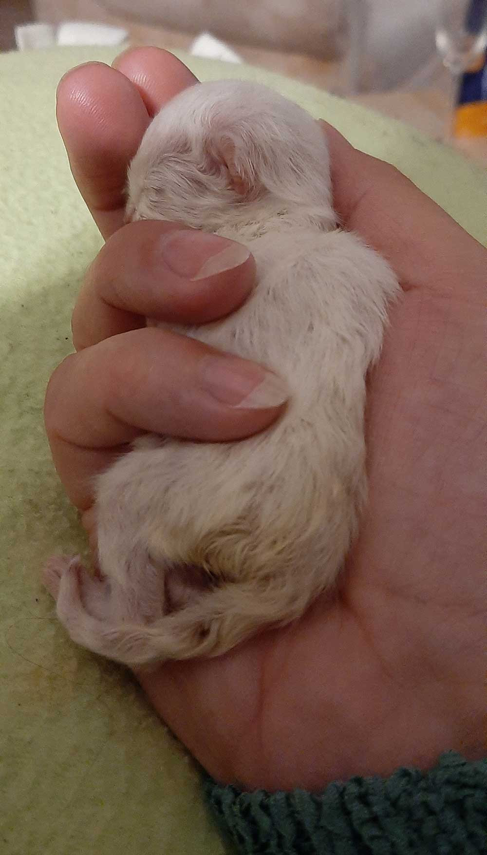 Hermine-in-meiner-Hand