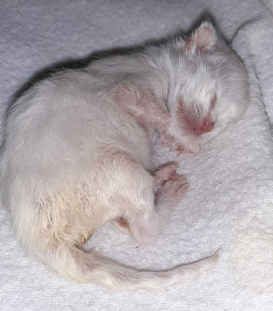 Hermine