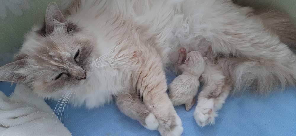 Mama-säugt-hermine